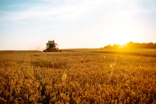 istock The combine harvester harvests ripe wheat. 1523275125