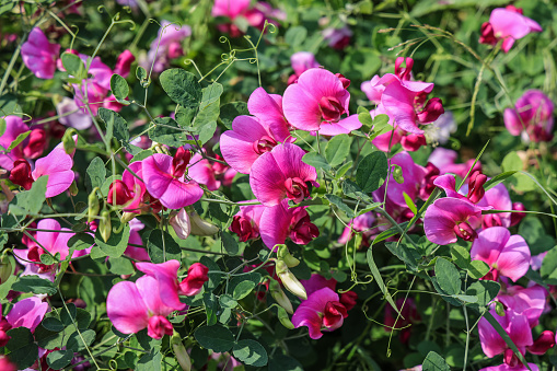 The sweet pea, Lathyrus odoratus, is a flowering plant in the genus Lathyrus in the family Fabaceae (legumes).