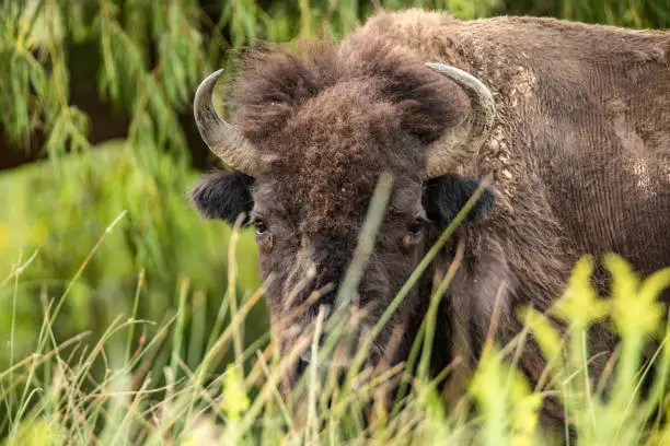 Photo of Bison Among Bushes 3