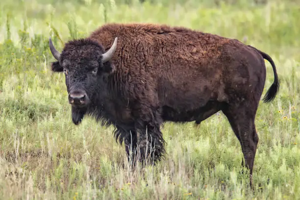 Photo of Bison in Field