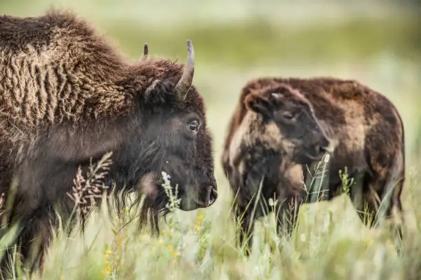 Photo of Adult and Baby Bison