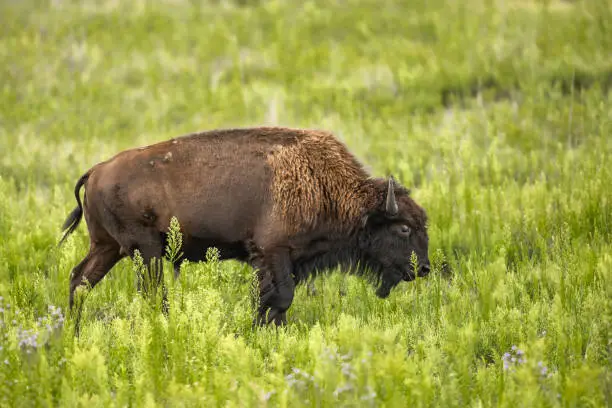 Photo of Bison on Hillside 1