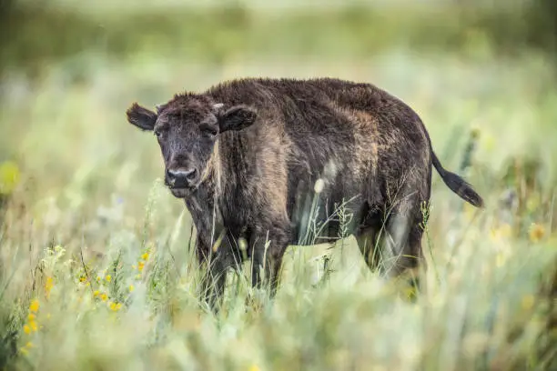 Photo of Young Bison 2