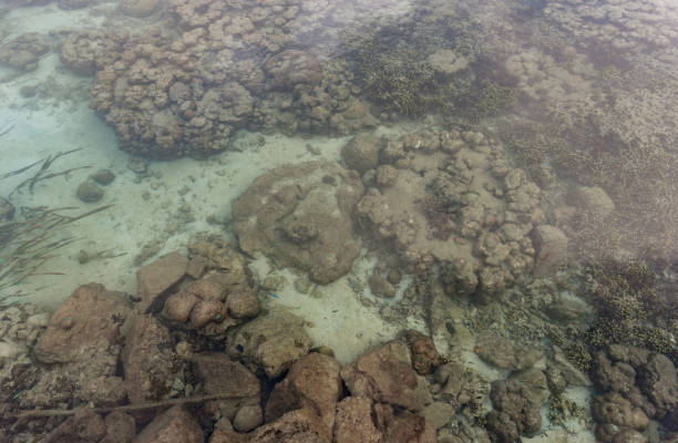 agua cristalina clara en koror, palau. con arrecifes de coral y peces - micronesia lagoon palau aerial view fotografías e imágenes de stock