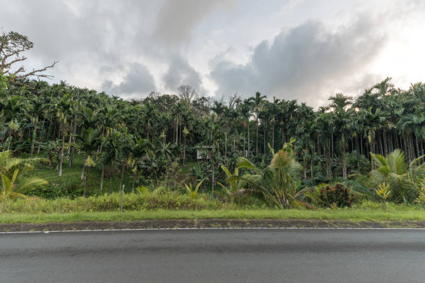 istock Coconut Forest in Koror, Palau Islands. 1523312517