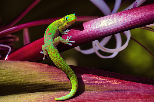 Bright green gold dust gecko hanging on to a bright purple stem.