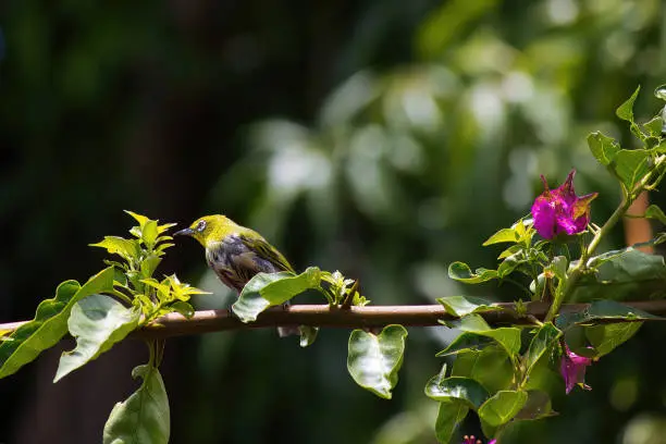 Tiny colorful warbling -white-eye sitting on a branch of a bright bougain villa plant.