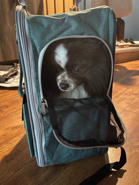 istock Pomeranian dog is in his own thoughts 1523364822