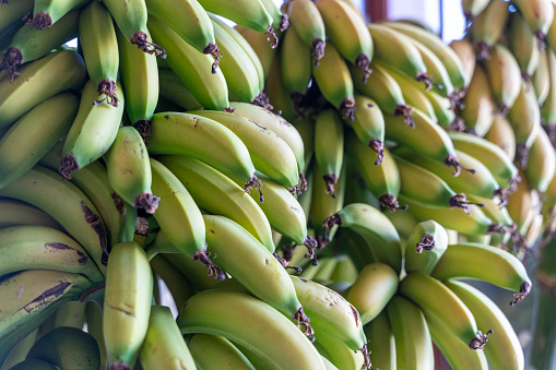 many bananas ready for sale