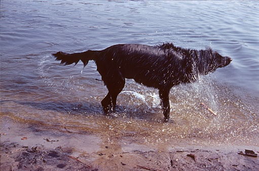 Germany, 1973. A wet dog shakes its fur on a lake shore.