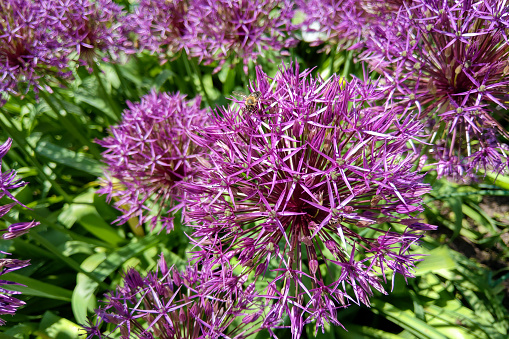 Flower head of Allium Purple Sensation Allium aflatunense in summer garden