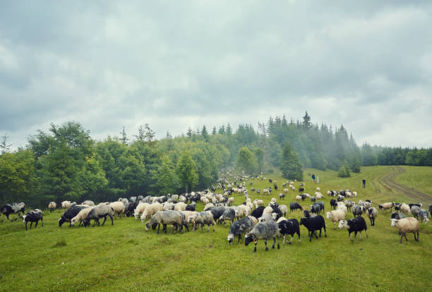panorama of landscape with herd of sheep graze on green pasture in the mountains. - new zealand forest landscape mountain imagens e fotografias de stock