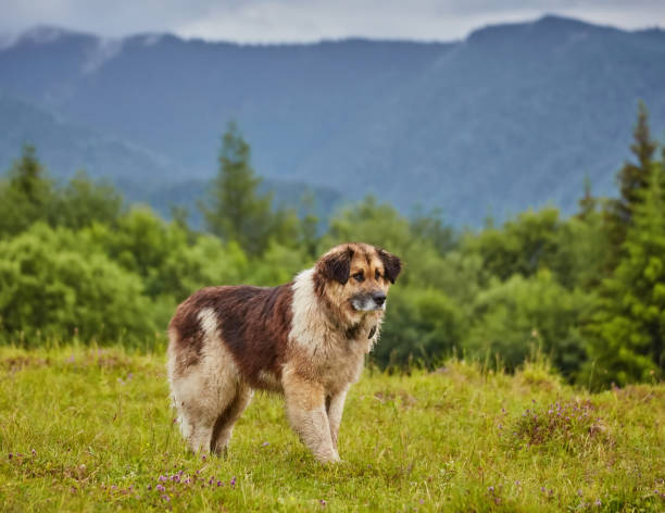 istock romanian shepherd dog standing on field 1523376739