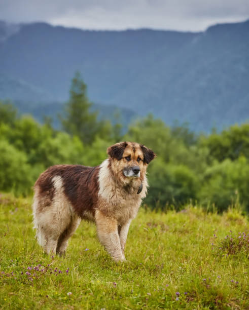 istock romanian shepherd dog standing on field 1523376740