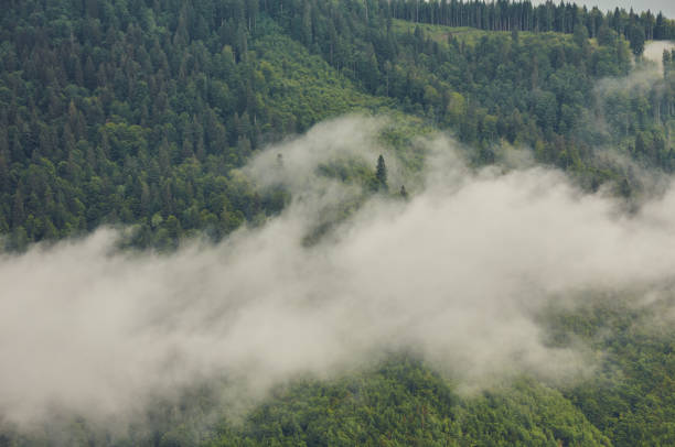 istock Trees in morning fog on mountain. 1523376768