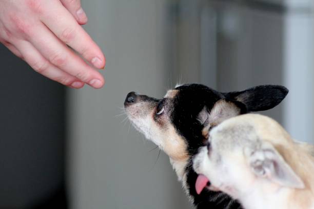 istock Chihuahuas Coffee and Sunny 1523386009