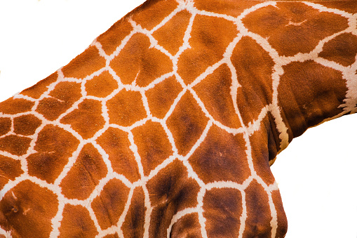 giraffe skin texture very close,isolated on white. Animal concept background