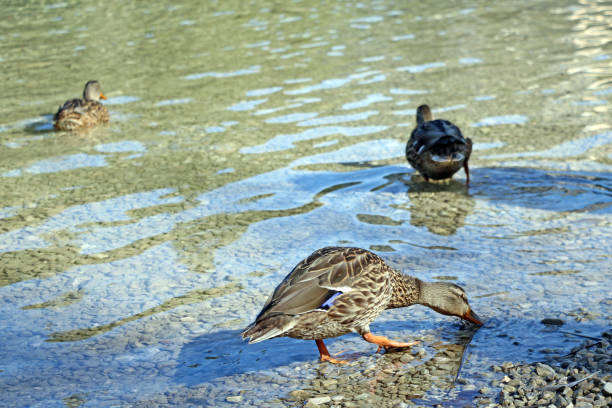 Close-up of wild duck