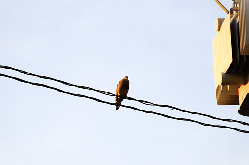 A Zenaida macroura standing on the electrical wire in late afternoon