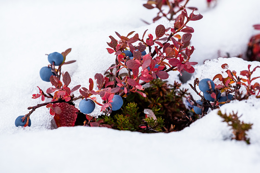 Frost-covered berries in the cold of winter. Shallow depth-of-field.