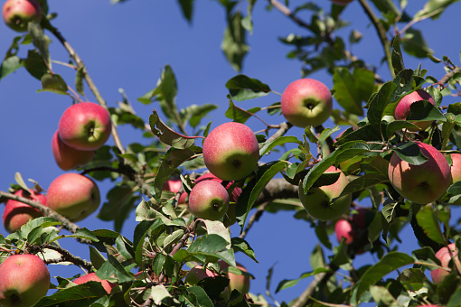 ripe apple on tree with red delicious fruits