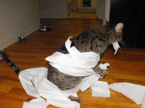 istock Savannah in Toilet Paper 1523649173