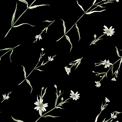 Watercolor seamless pattern with stellaria holostea. Rabelera holostea. Hand painted small white flower and leaves isolated on black background. Illustration for design, fabric, print or background.