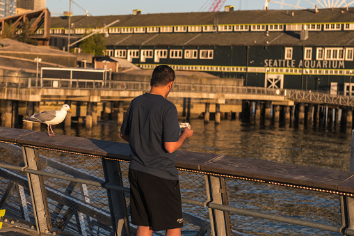 Seattle, USA - May 12, 2023: A man and western gull on Pier 62 late in the day.