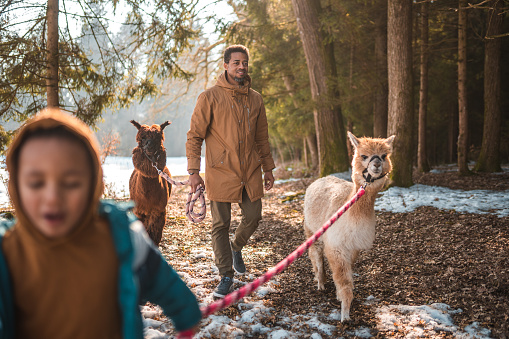 Cheerful little mixed race boy out with his father in the wild. He is walking alpacas during a snowy winter day.