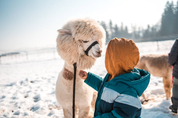 istock White Alpaca Shares Affection with Young Kid 1523689857