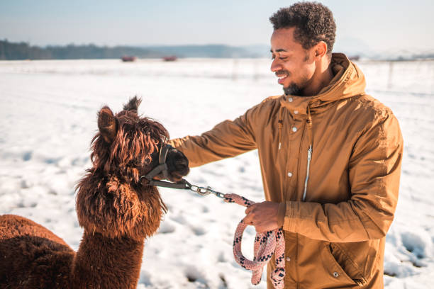 istock Black Man Petting an Alpaca in the Snow 1523689865