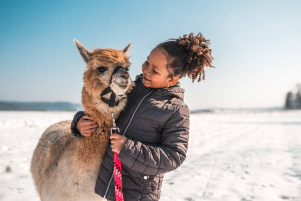 istock Mixed Race Girl and Alpaca Share Winter Cuddles 1523689976