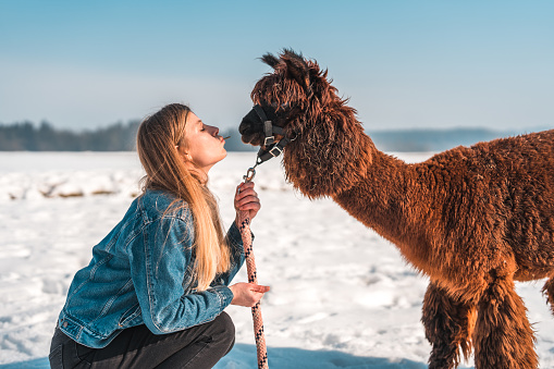 Outdoor shot of an adorable bond between a mid-adult woman and her alpaca friend. They enjoy spending time together, so she kisses the animal.