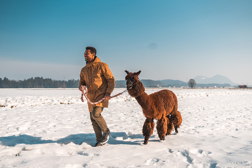 Full length shot of a mid adult man and his big alpaca friend enjoy a walk. He is guiding the brown alpaca in this charming winter adventure.