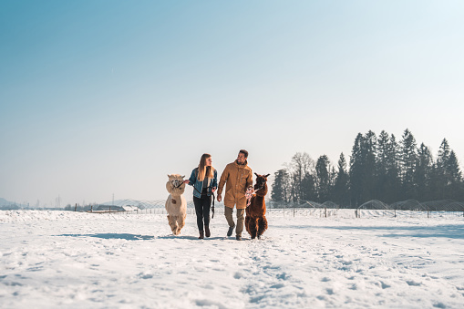 In a snowy wonderland, a mixed-race couple is enjoying a stroll with their two alpacas. The caucasian woman and her black partner are leading a white and a brown alpaca along the snow-covered path.