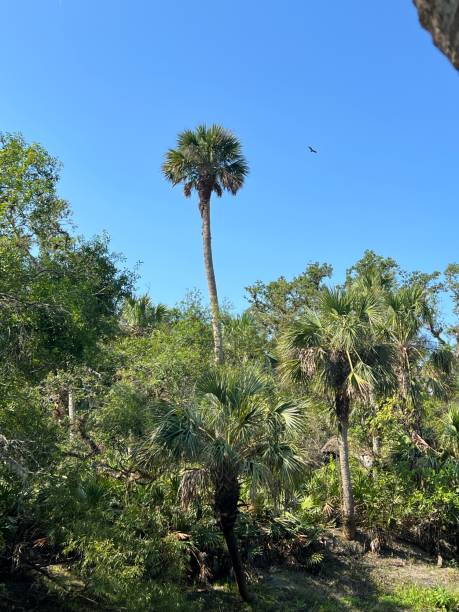 istock A palm tree standing out from the others. 1523727695