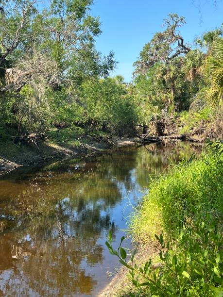 istock A river in Sarasota Florida, during a drought. 1523751001