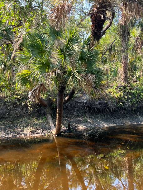 istock A river in Sarasota Florida, during a drought. 1523751527