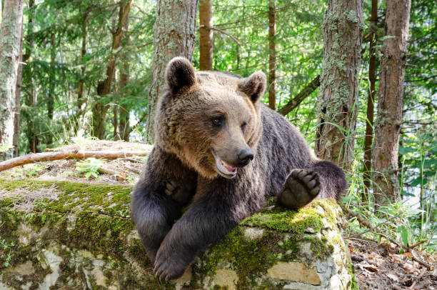 istock Brown bear on the side of the road 1523833244
