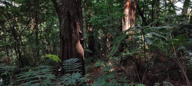 istock Tropical Pine forest of Indonesia 1523833772