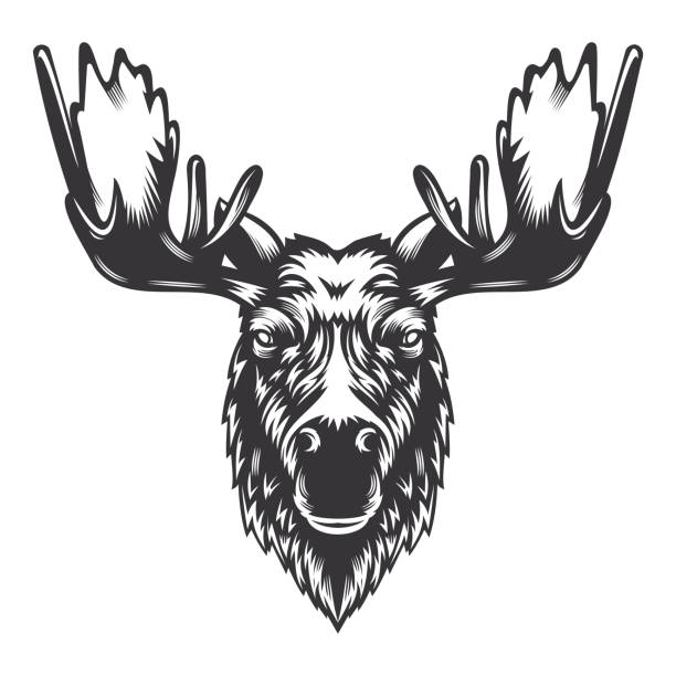 ilustraciones, imágenes clip art, dibujos animados e iconos de stock de diseño de cabeza de ciervo alce con cuerno. animal de granja. logotipos o iconos de vacas. ilustración vectorial - moose head