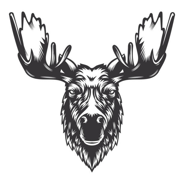 角を持つムース鹿の頭のデザイン。家畜。牛のロゴやアイコン。ベクターイラスト - moose head点のイラスト素材／クリップアート素材／マンガ素材／アイコン素材