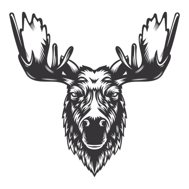 Moose deer head design with horn. Farm Animal. Cows logos or icons. vector illustration