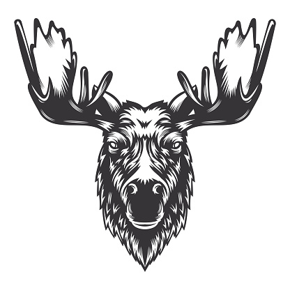 Moose deer head design with horn. Farm Animal. Cows logos or icons. vector illustration