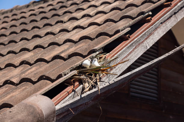 istock Birds nesting under old roof that loose or broken tiles and eaves. 1523890056