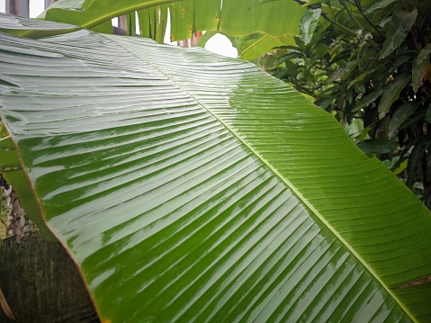 closeup of wet shiny fresh green banana leaf texture