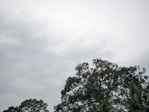 cloudy cloudy sky , area above the trees , heavy rain and thunderstorm is coming