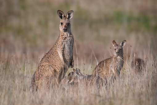 Eastern grey kangaroo with joey in the wild