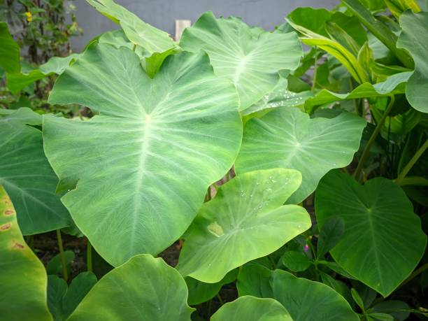 istock Fresh wild taro leaves grow in clusters 1523985087