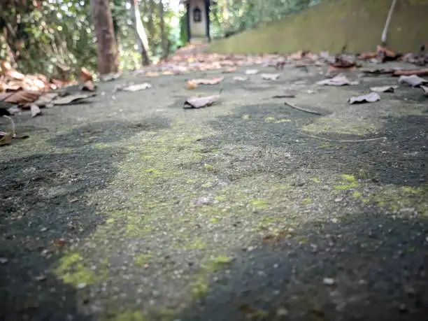 Photo of the background of the mossy cement floor has lots of withered dry leaves falling on its surface